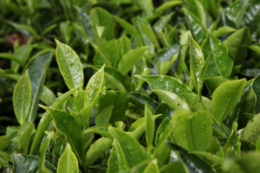 Photograph of Tea Leaves