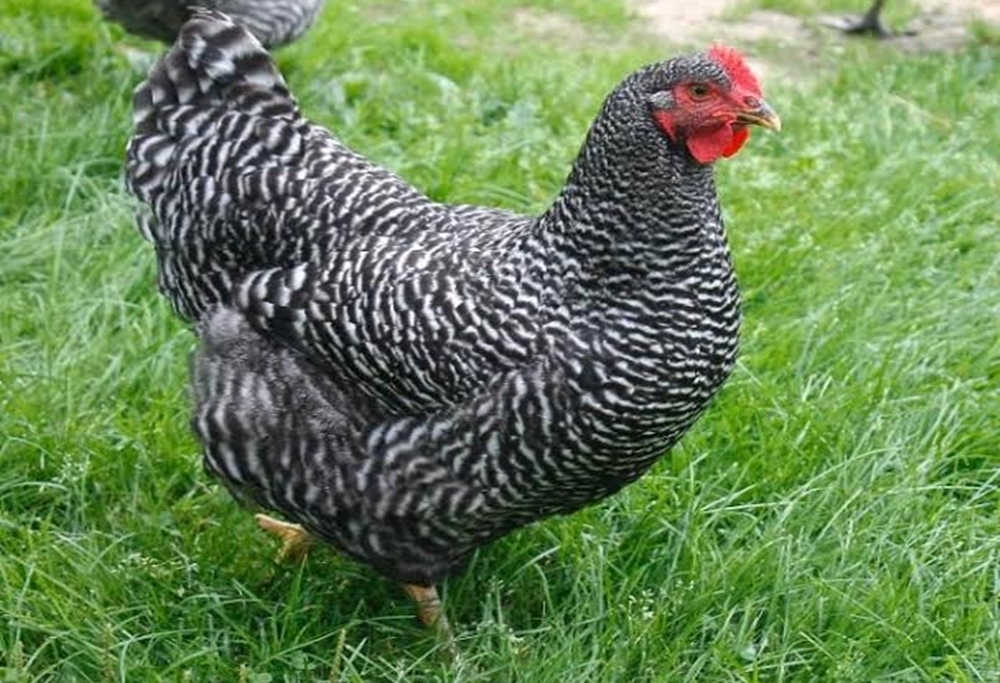 Kuroiler chicken